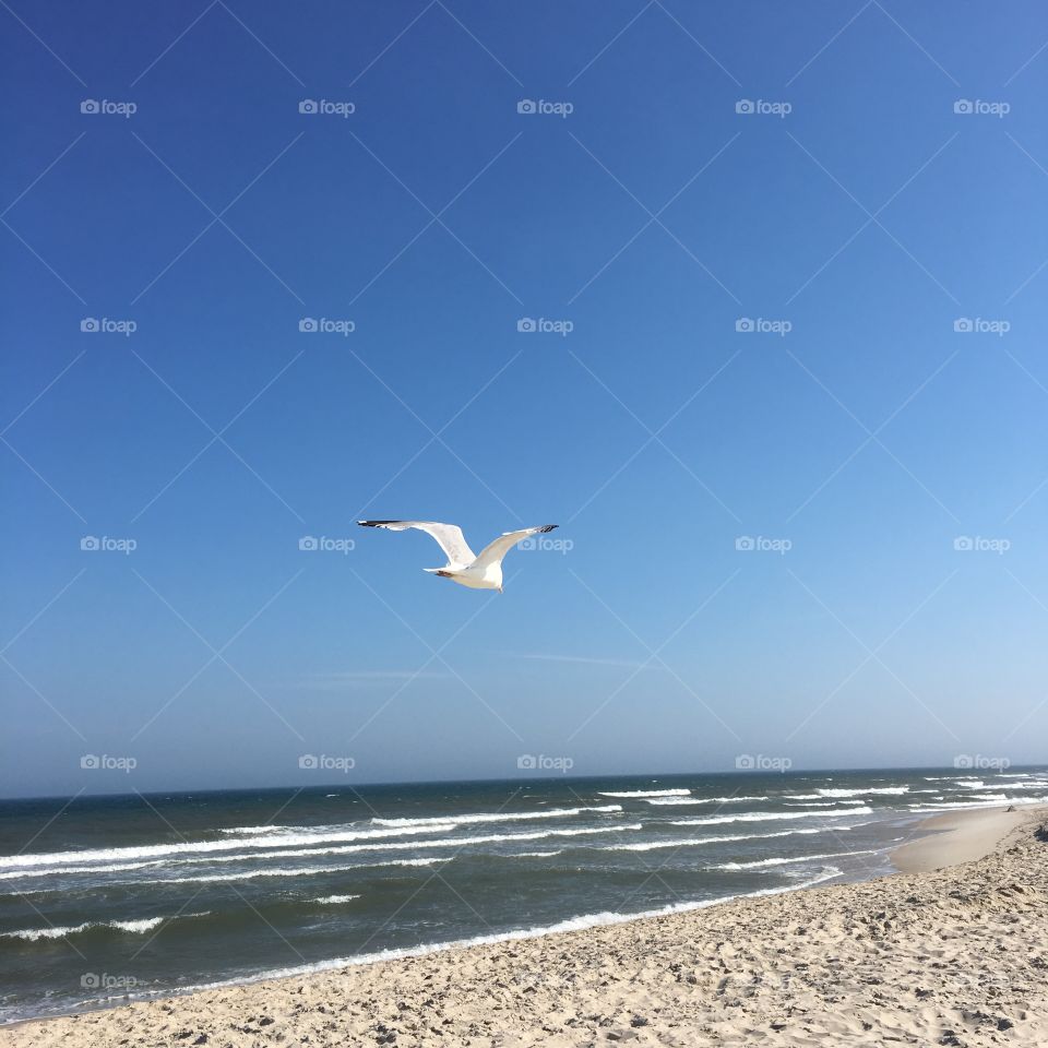 Seagull flying over the beach and ocean