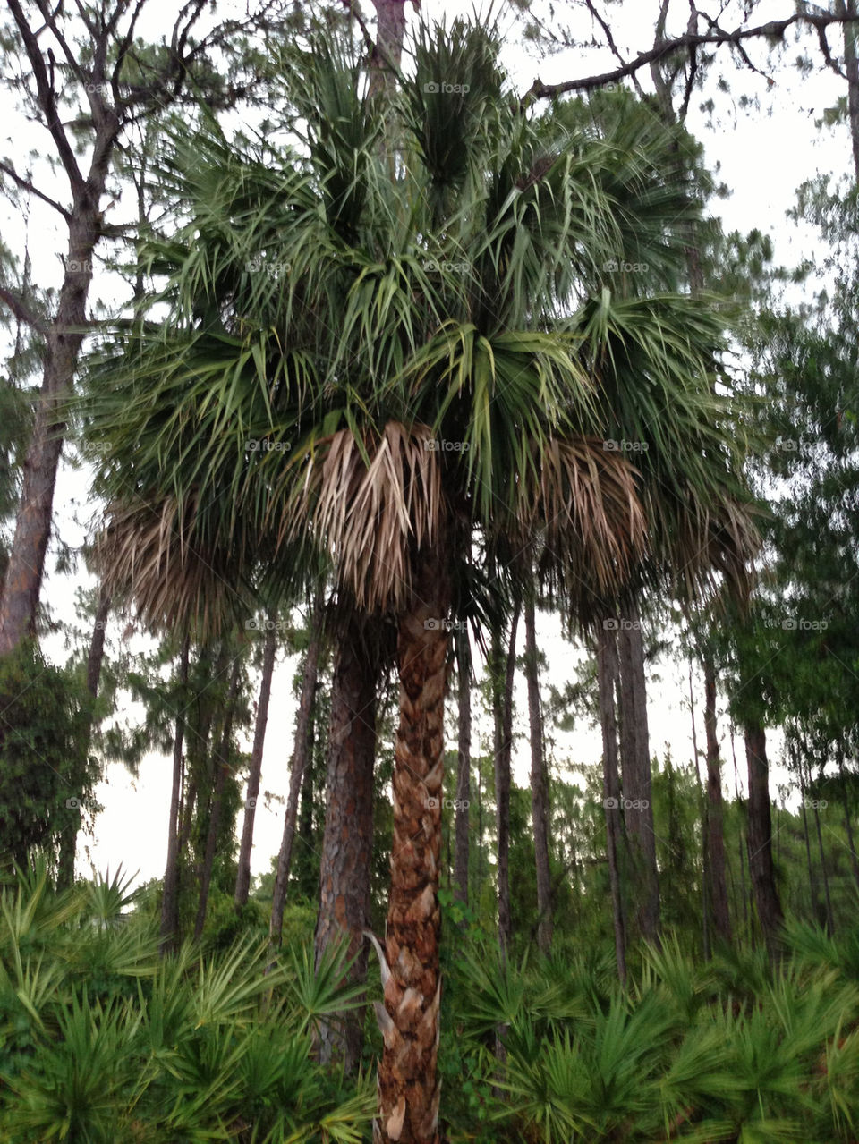 PALM TREES,PALMS,FLORIDA NATIVE TREES ,SABAL AND CABBAGE PALM