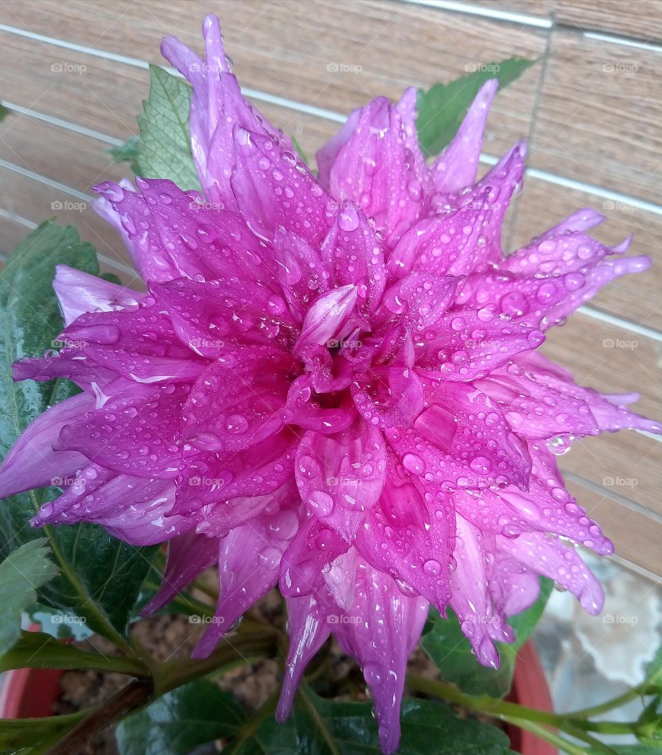 Dahlia Flower, Every Dahlia flower has its own symbolic meaning and significance. Other common names of Dahlia are Aztec Dahlia, Garden Dahlia, Dahlia, Pinnate Dahlia and Georgina etc. There are more than 50 varieties of Dahlia. It's a very beautiful