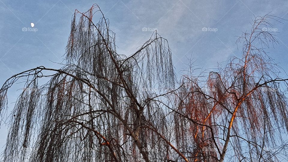 Tree, No Person, Nature, Winter, Sky