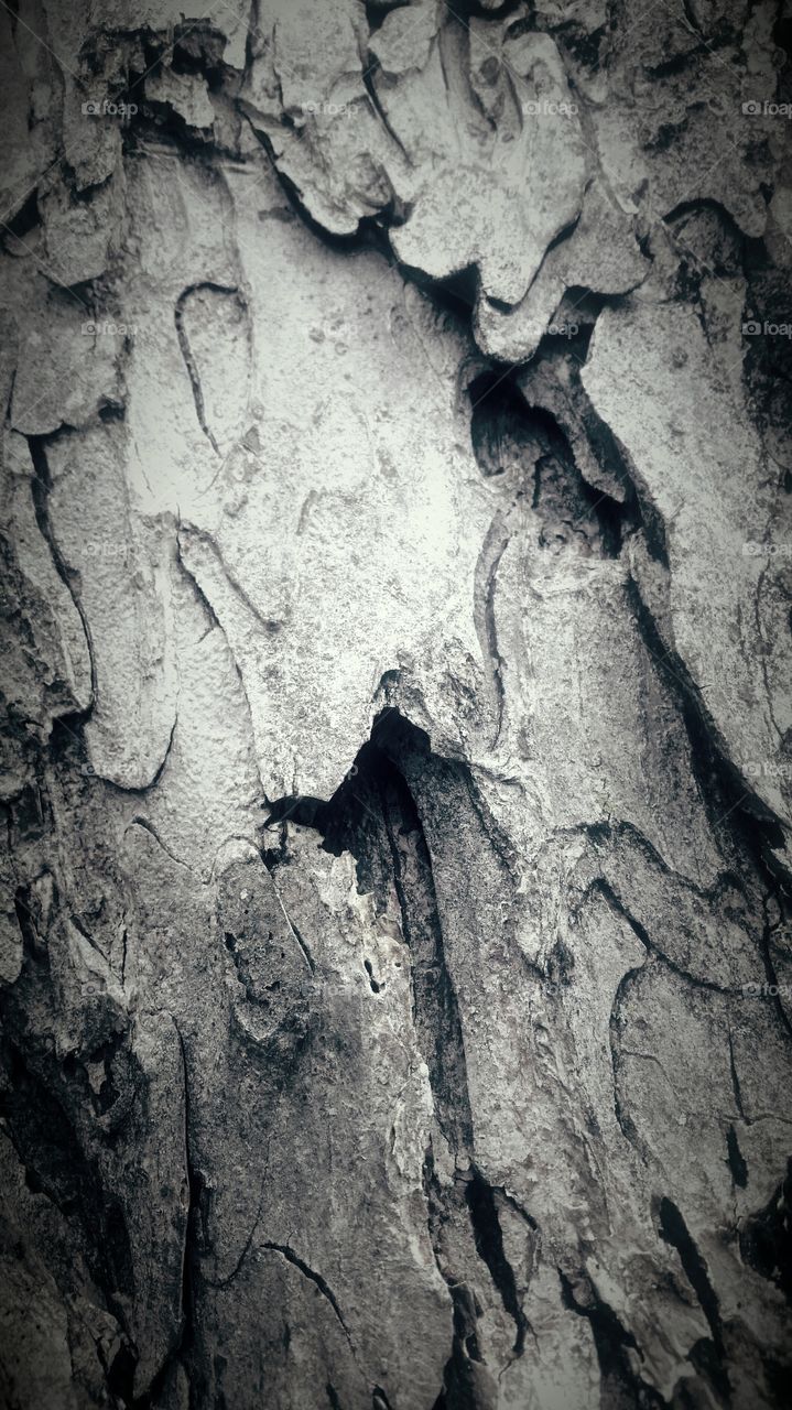 pecan tree. old pecan tree