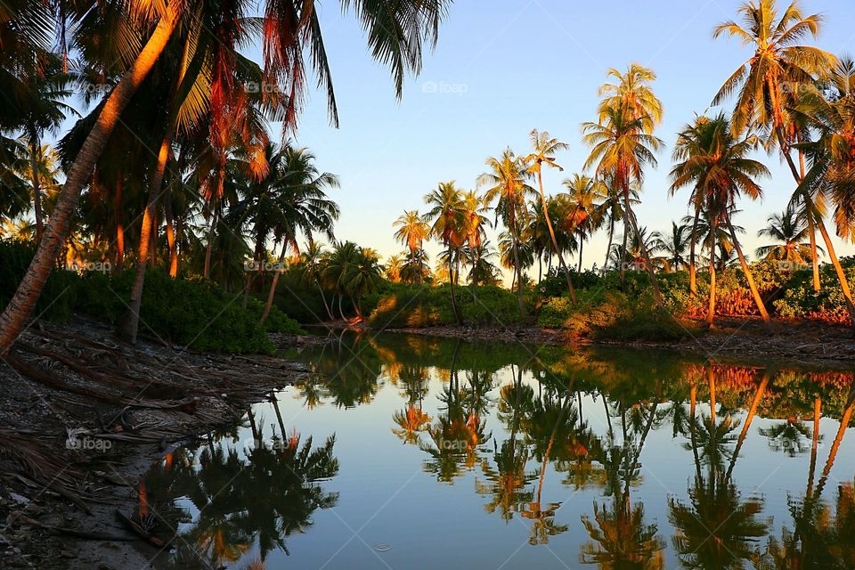 Palm trees reflected in river