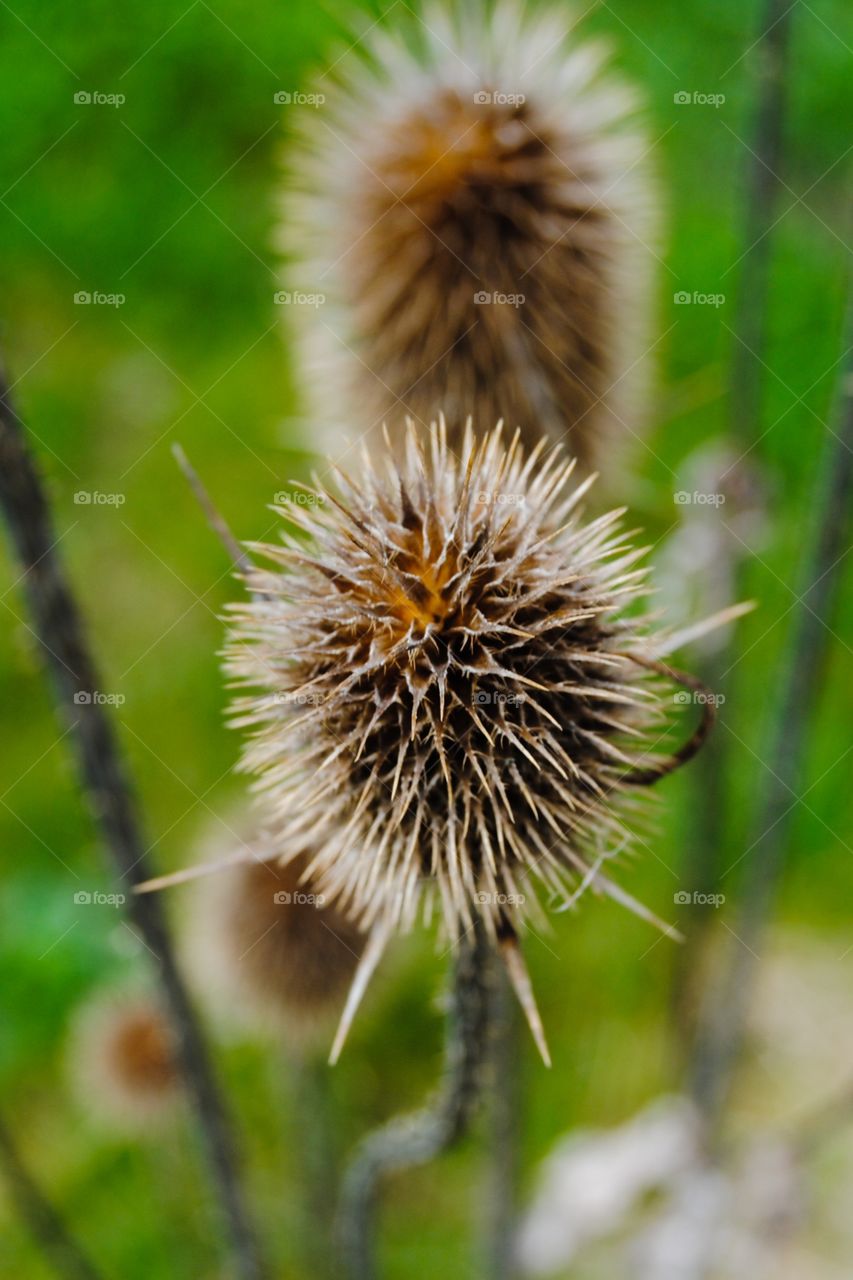 Thistle