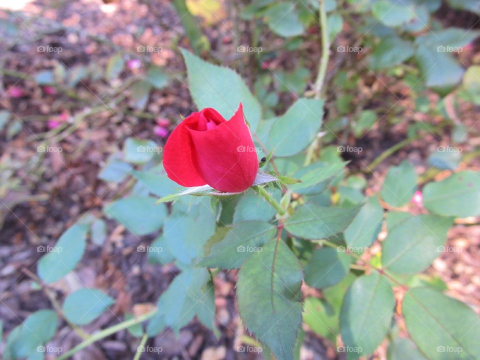 Rose bud flower