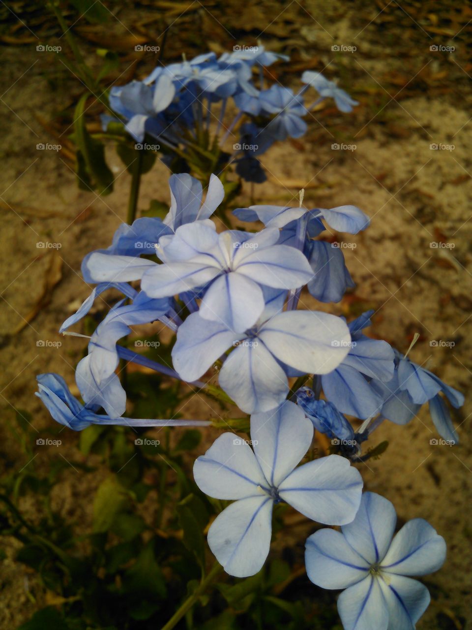 Blue Plumbagos. Some pretty blue plumbagos I found in a good friend's yard. 