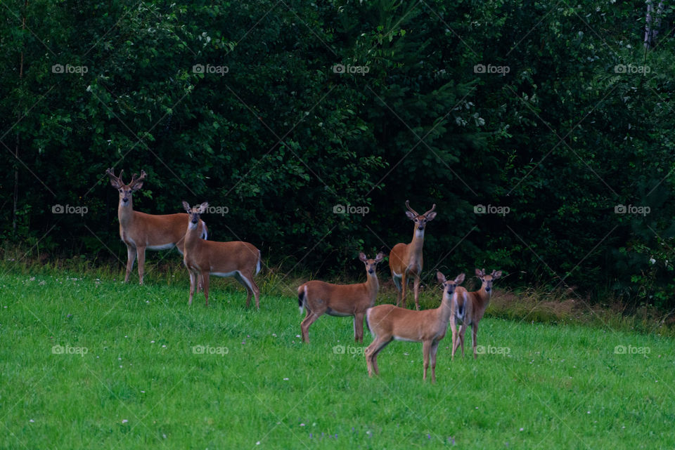 Group of deers standing on the green  grass.