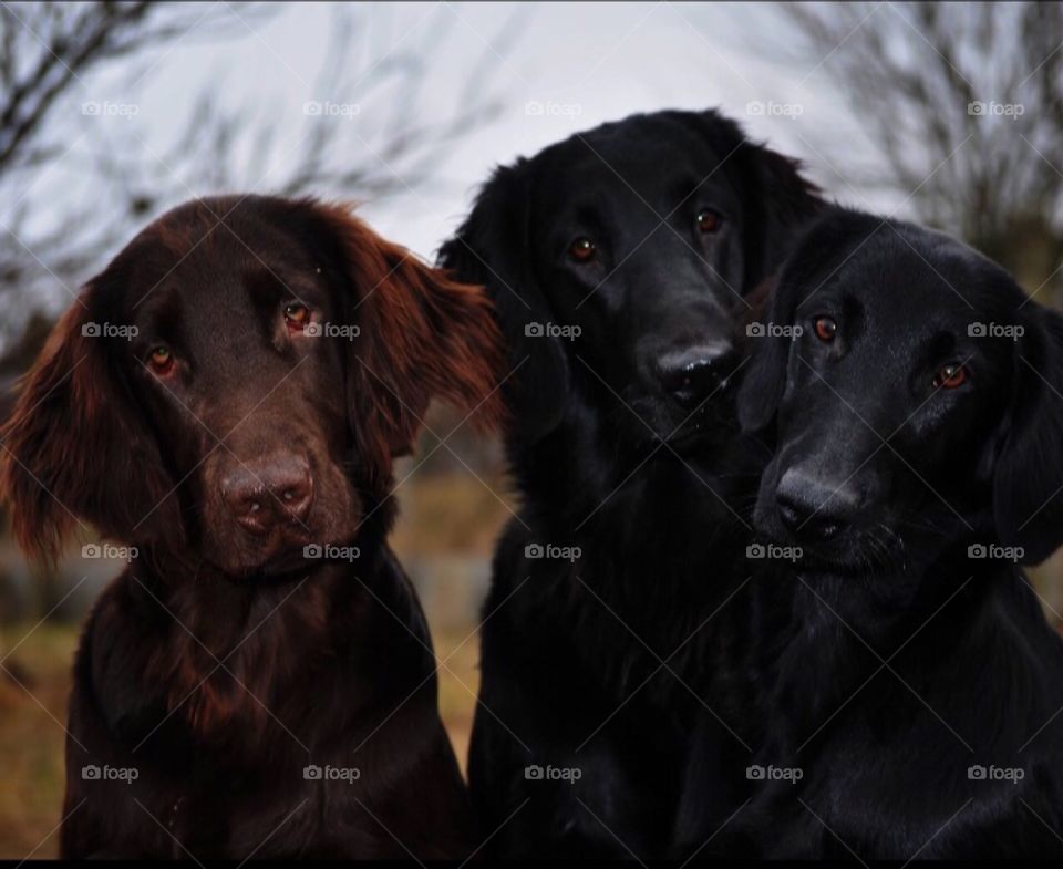 Three beautiful flatcoat retrievers. One brown, two black. The background is sky and trees 