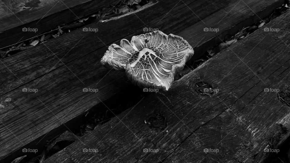 Mushroom on wood track