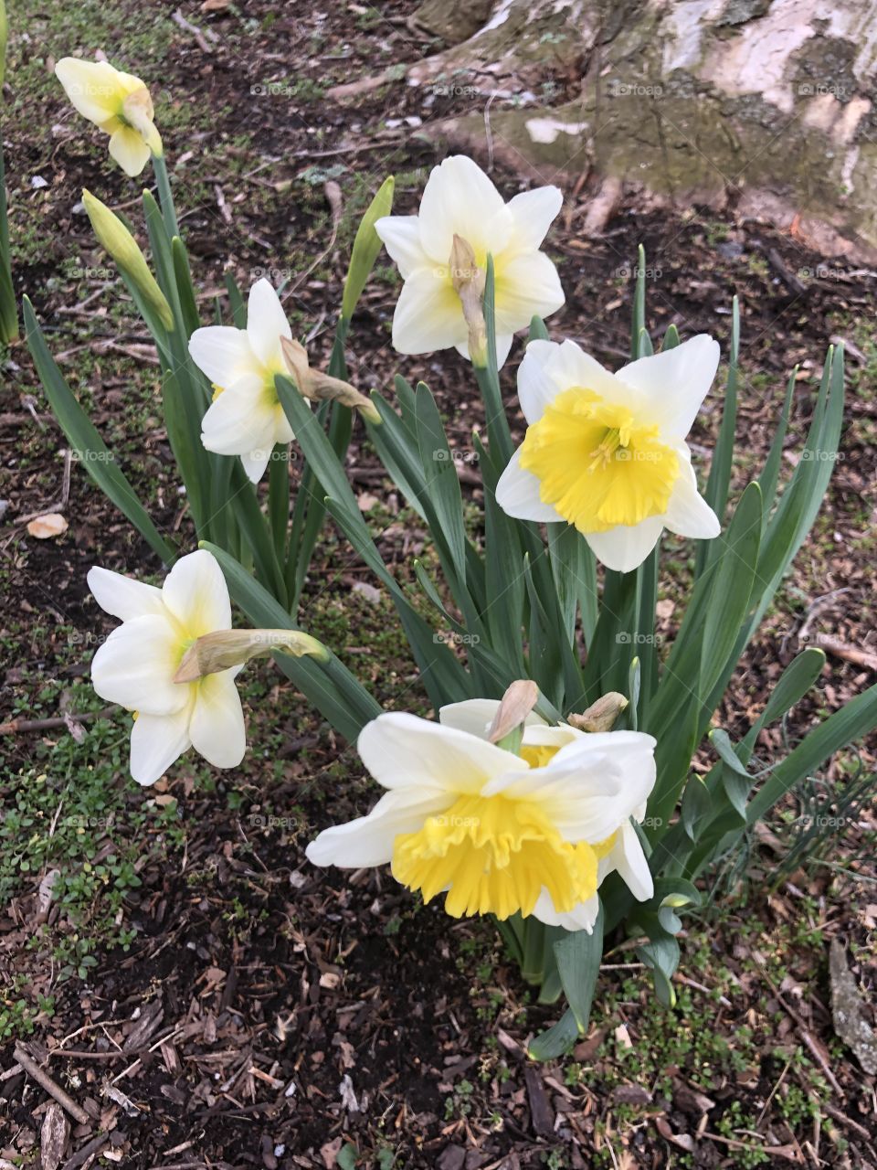 Daffodils 