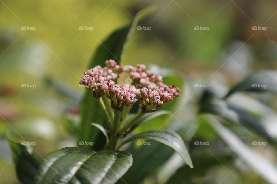 Spring blossoms 