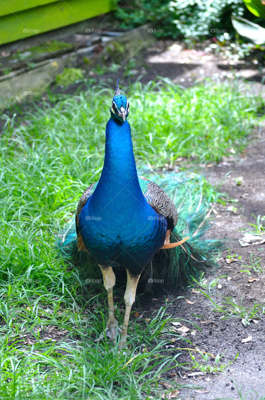 Peacock