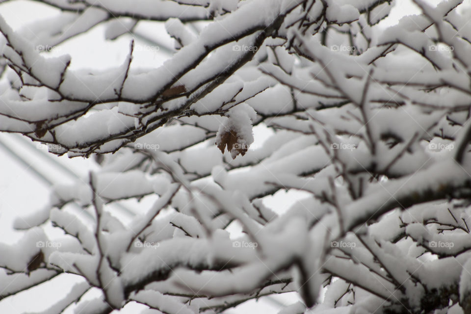 Branches covered in snow