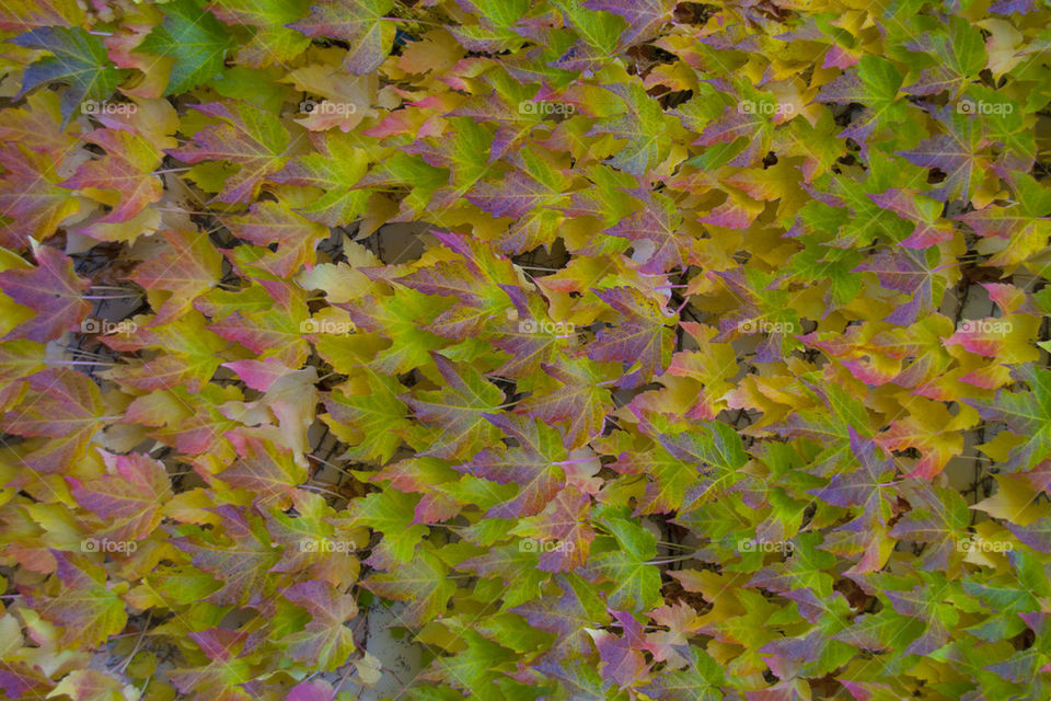 THE AUTUMN LEAFS AT NAPPA VALLEY CALIFORNIA USA