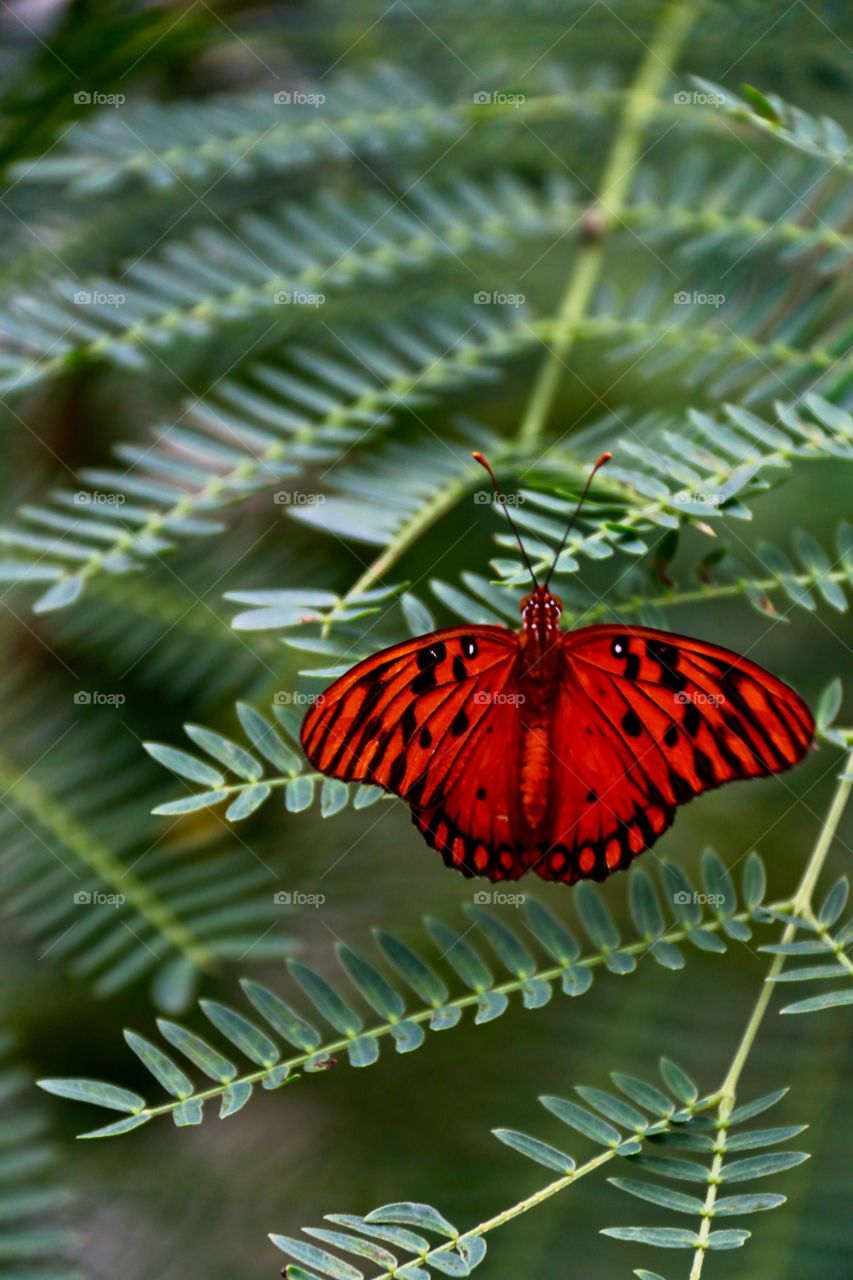 Bright vivid red butterfly on green fern leaves 