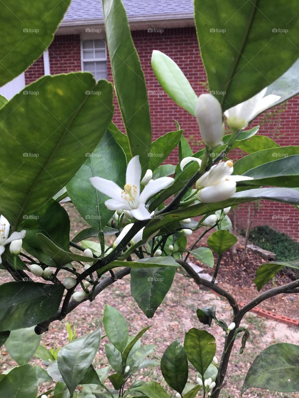 A sign of spring subsuma tangerine tree beginning to blooms. So aromatic 