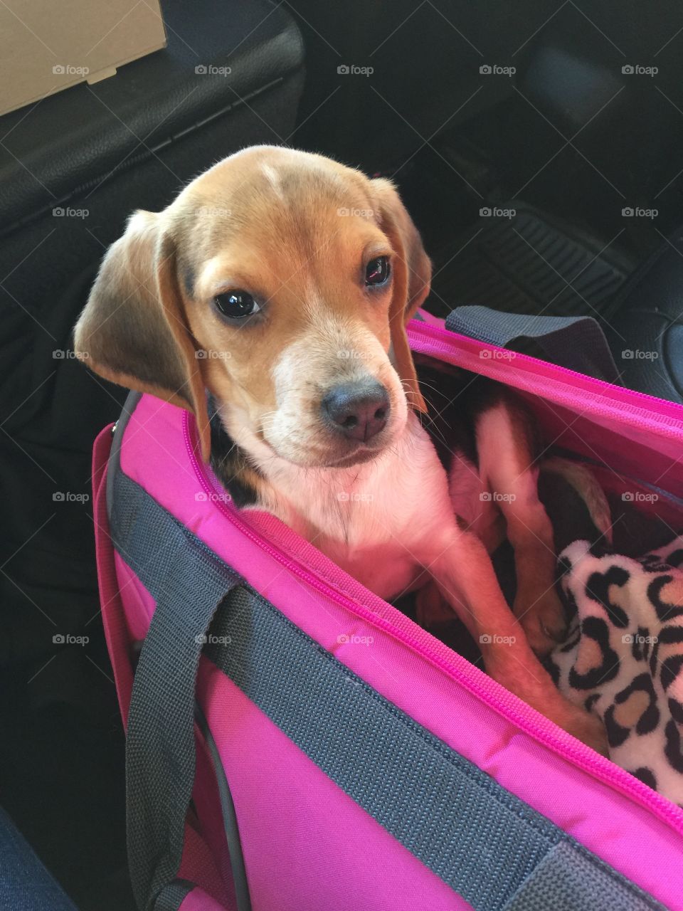 Ginger pup is going on her first flight from Nevada to Washington for Christmas 