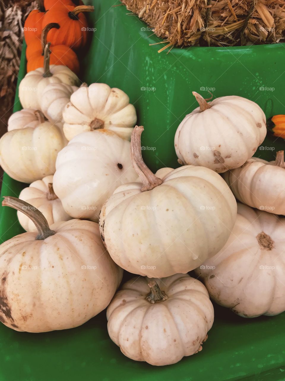 White mini pumpkins 