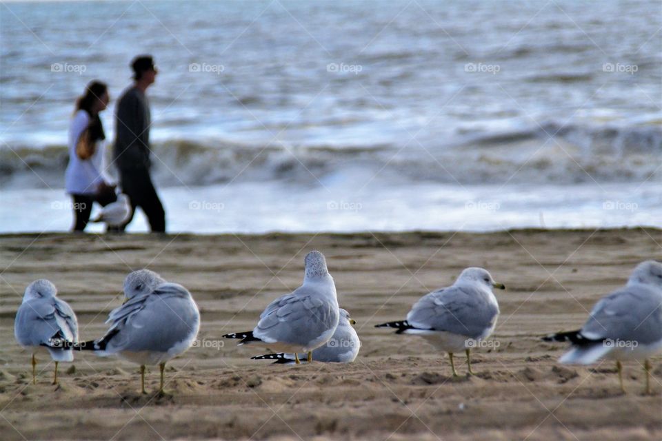 Seagulls perching on beach