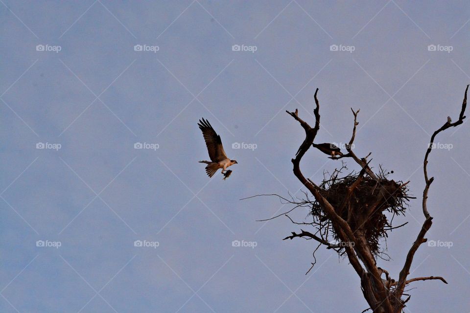 It is through action that you set the wheels of Life in Motion. An Osprey with a fish in his talons flys to the nest high in a tree to feed the juvenile Ospreys 