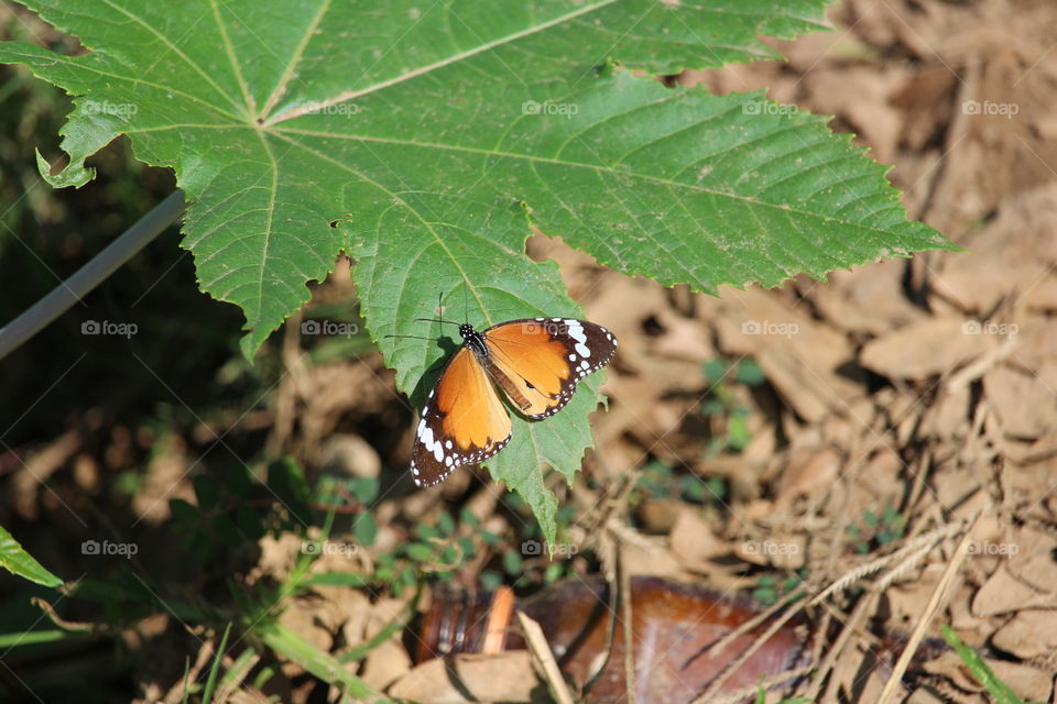 Colourful butterfly at Luang Prabang Laos- January 2016