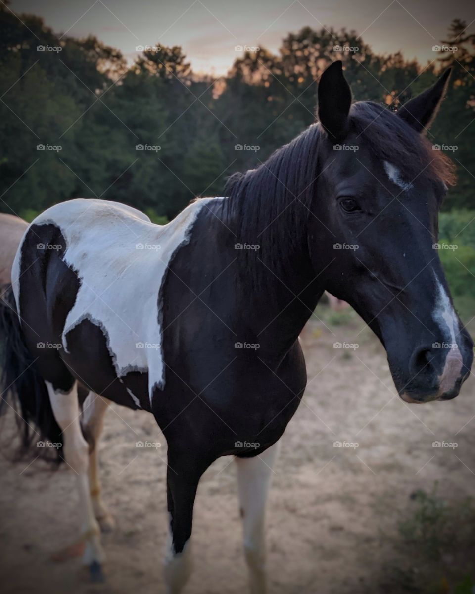 beautiful horse