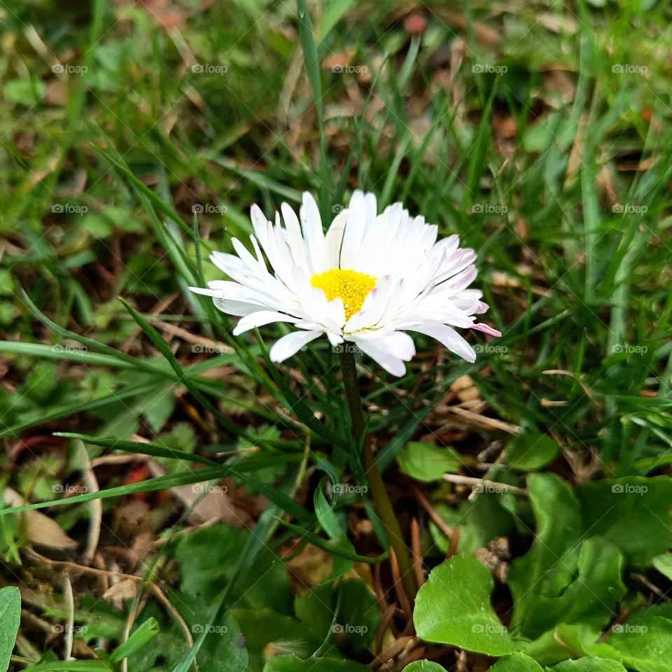 Primrose. Spring Flower.