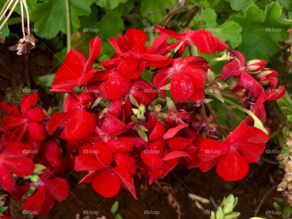 Red Blossoms