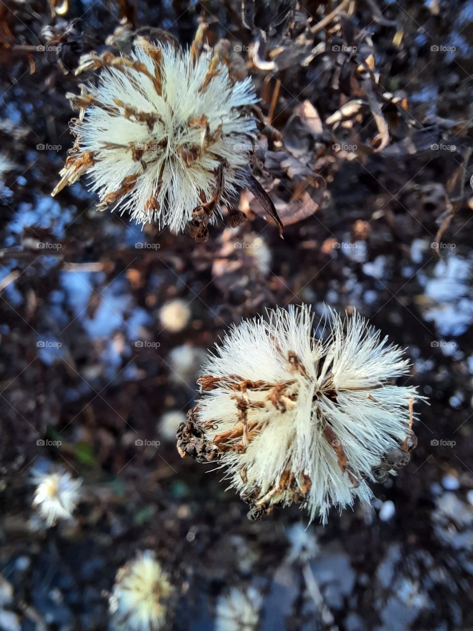 dry asters flowers in winter