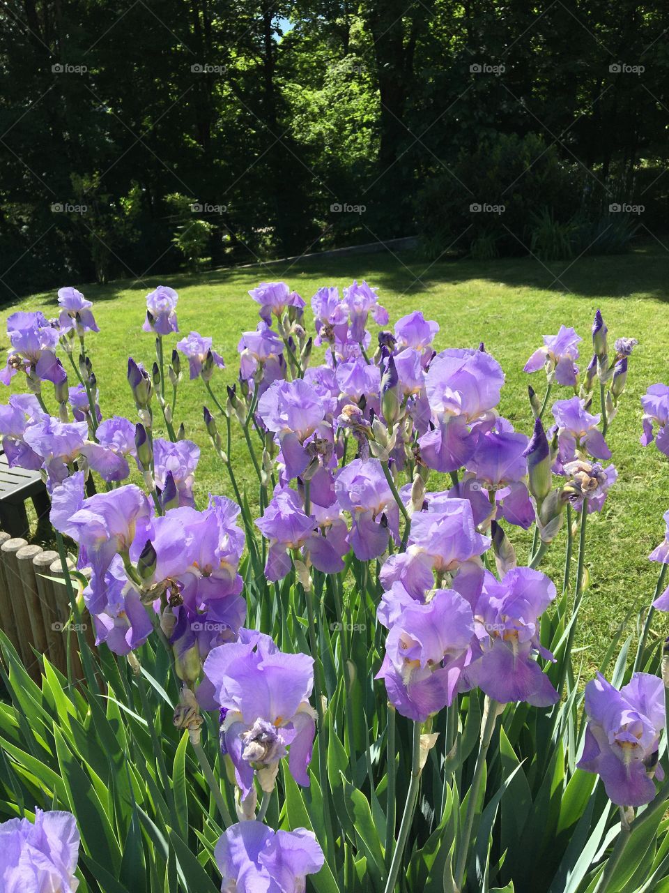 Midday light on iris garden