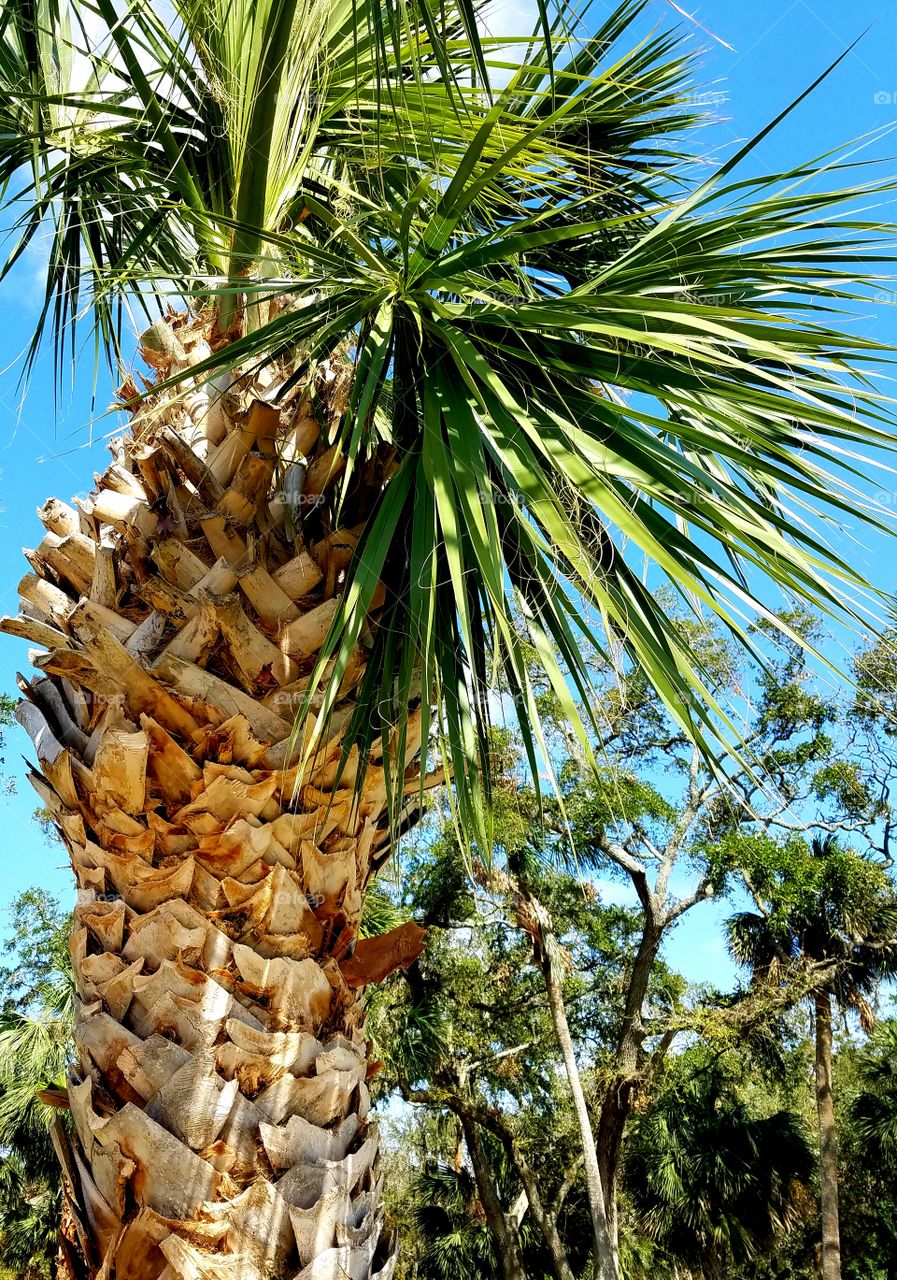 palmetto