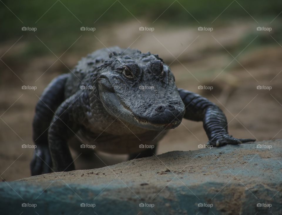 Alligator 