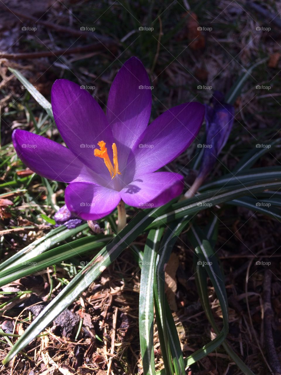 Crocus 