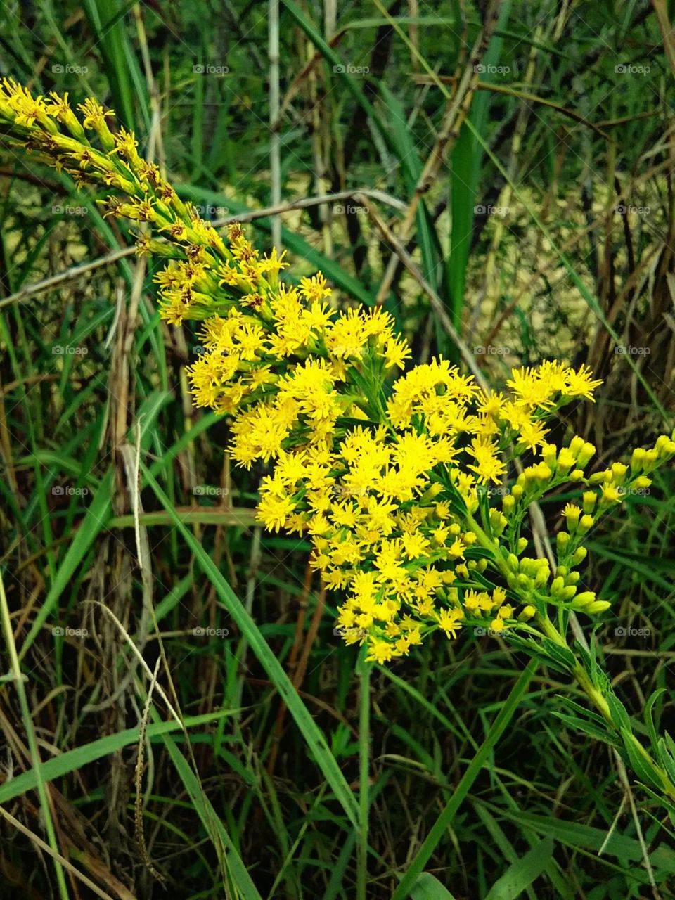Perfumadas flores amarelas.