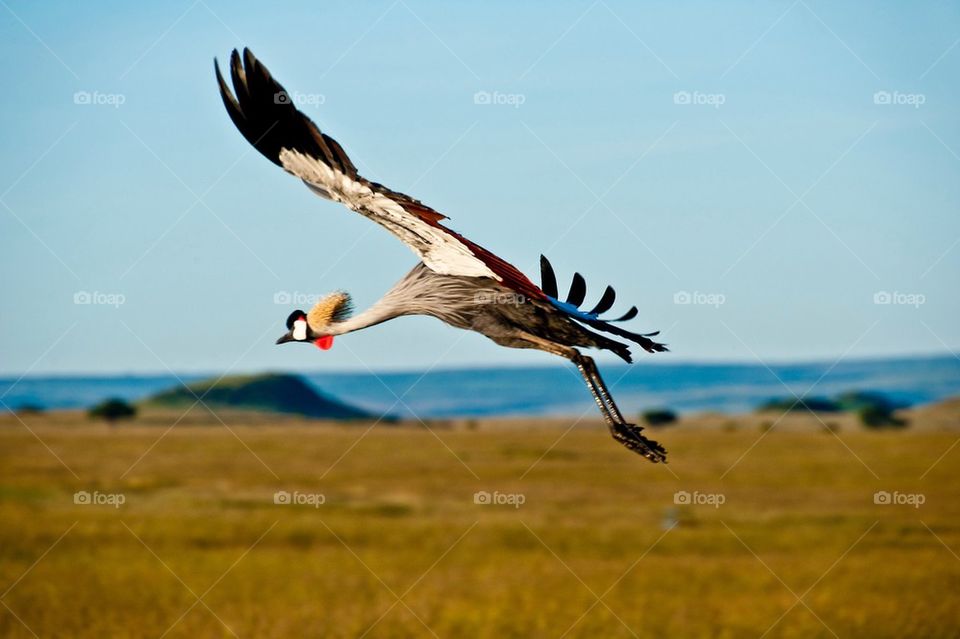 Kenyan Bird