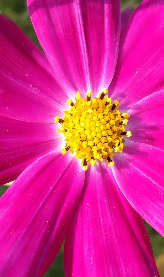 Flower in pink color 7