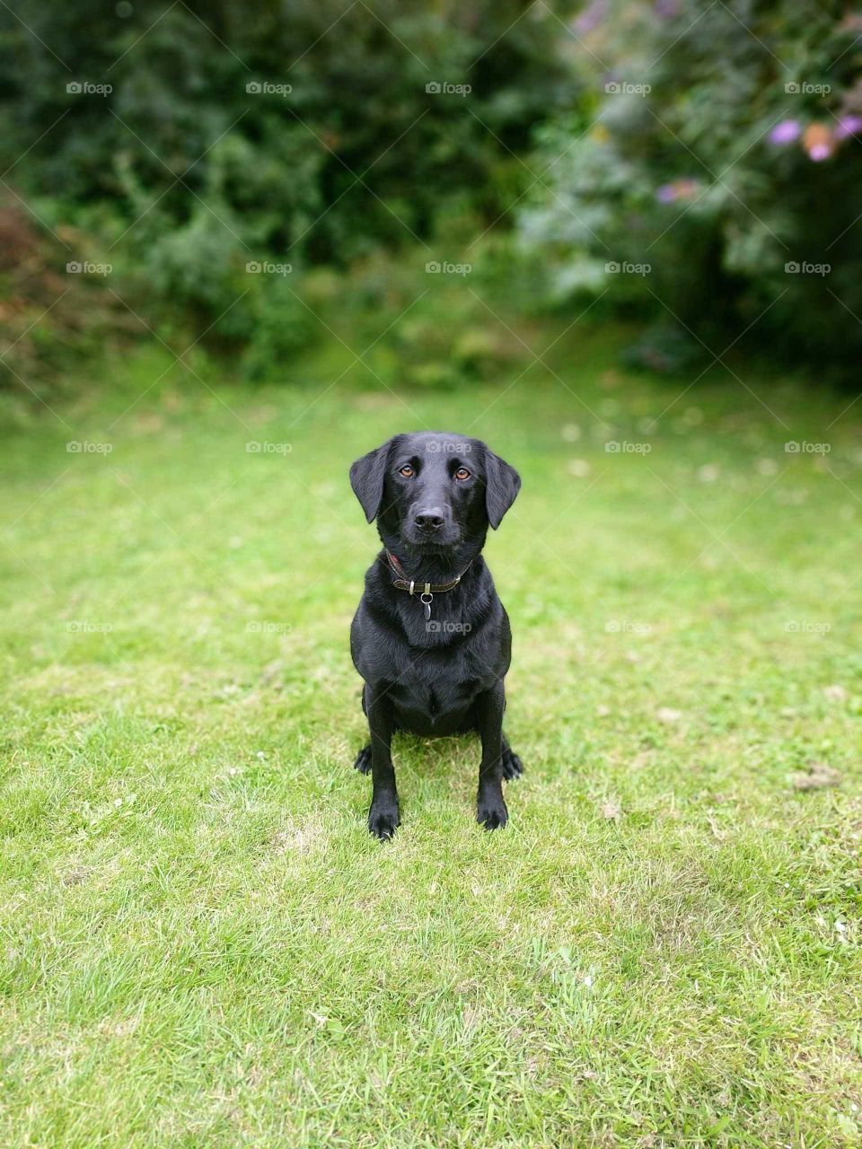 Kipper the dog running and 110% dog in a garden with an out of focus background.
