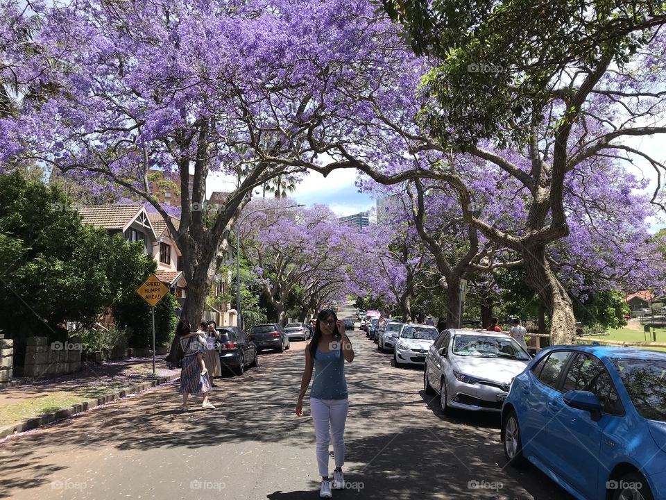 In the middle of what it called “THE DREAM TREE” Jacaranda the iconic tree in Sydney.