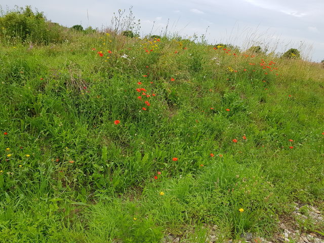 poppy fields