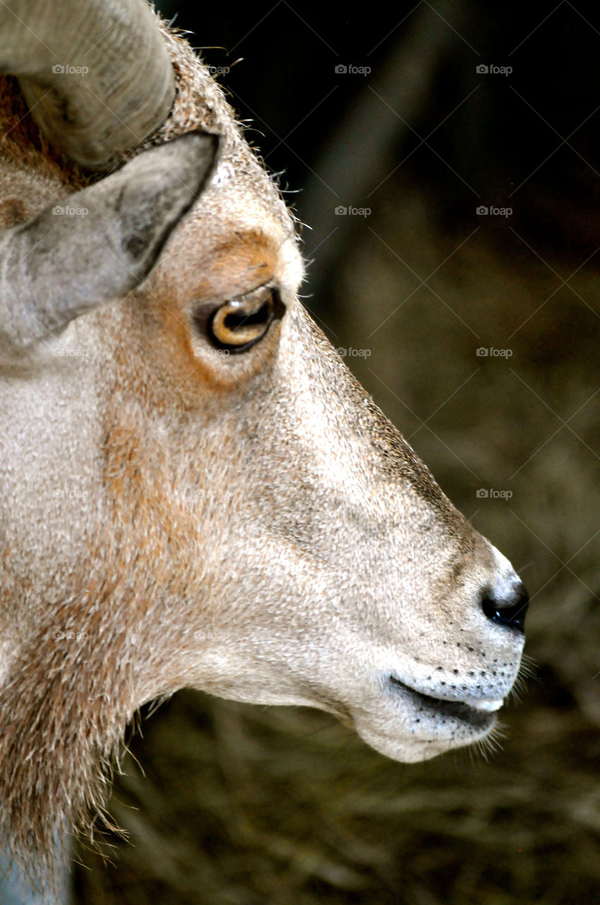 people nature outdoors animal by refocusphoto