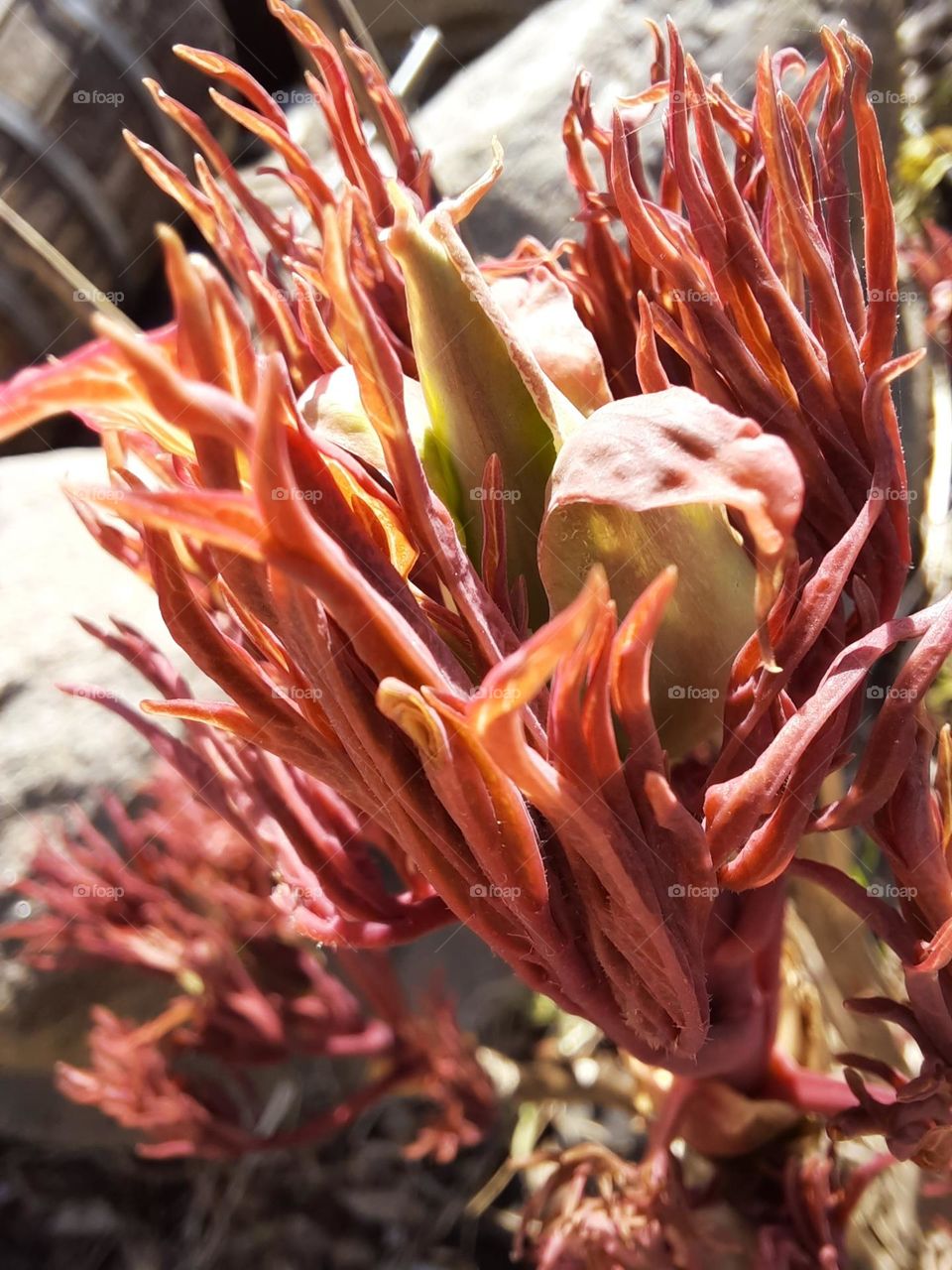 coral leaves and yellow flower buds of tree peony