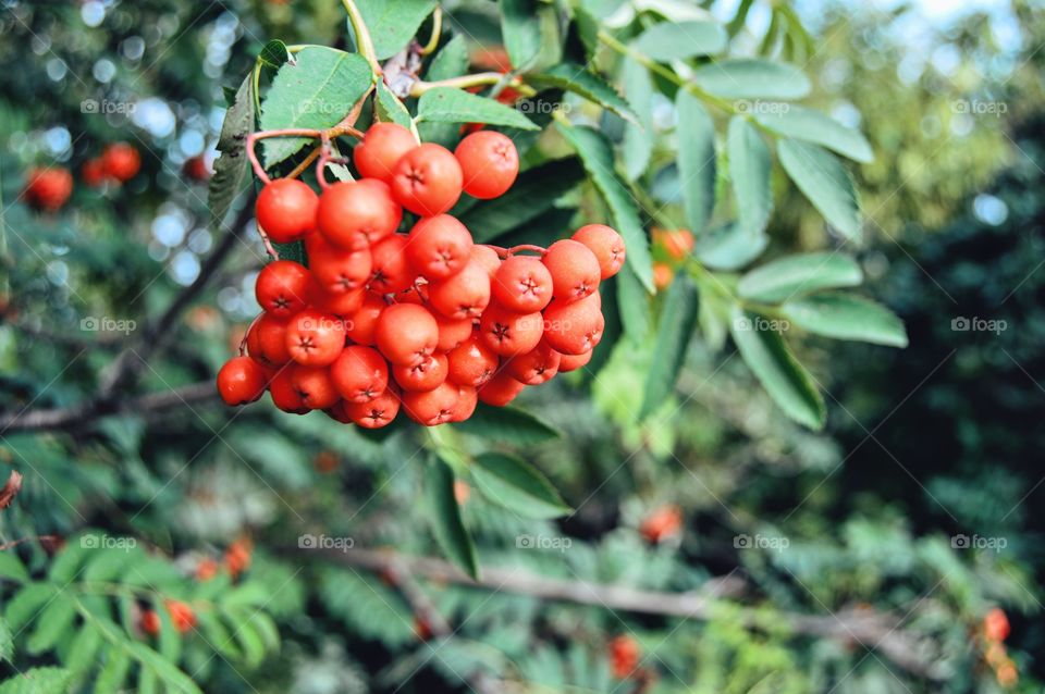 Red mountain ash. 
Red mountain ash attracts the eye at any time of the year, with its flowers, unusually beautiful leaves, fragrant and bright berries