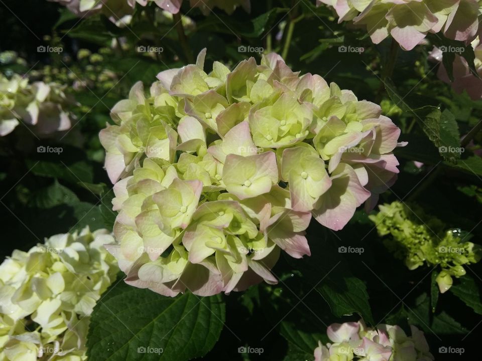 Hydrangea