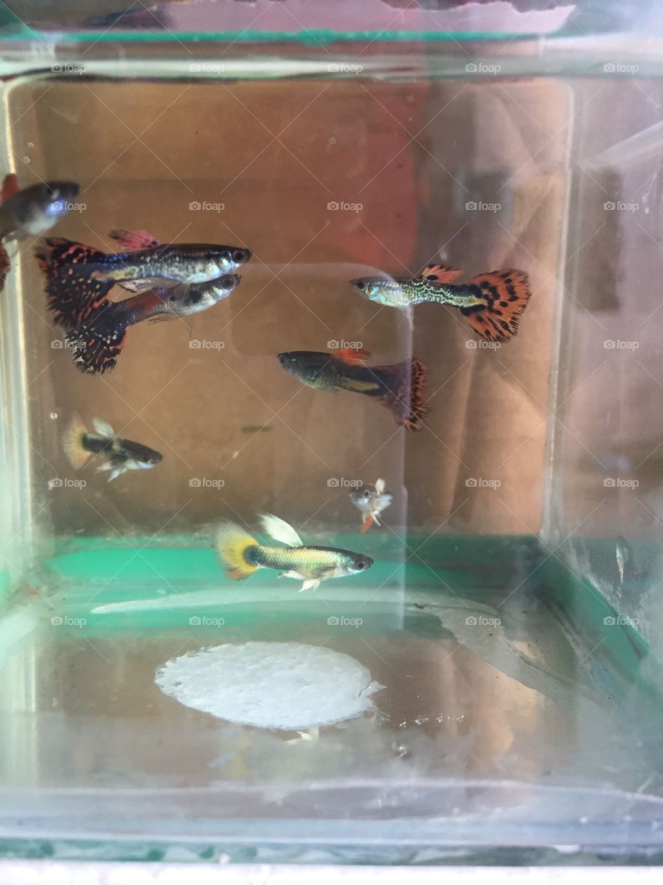 Fancy Guppies
