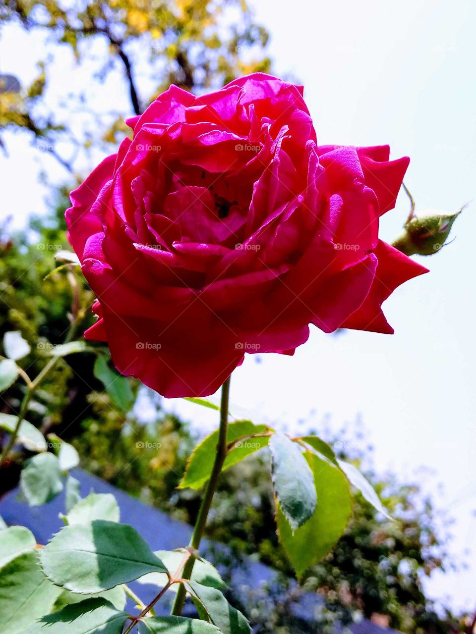 Rose love.