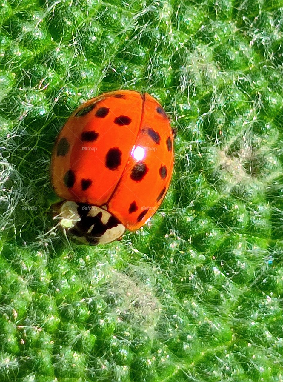 Macro photography.  Ladybug on a green leaf