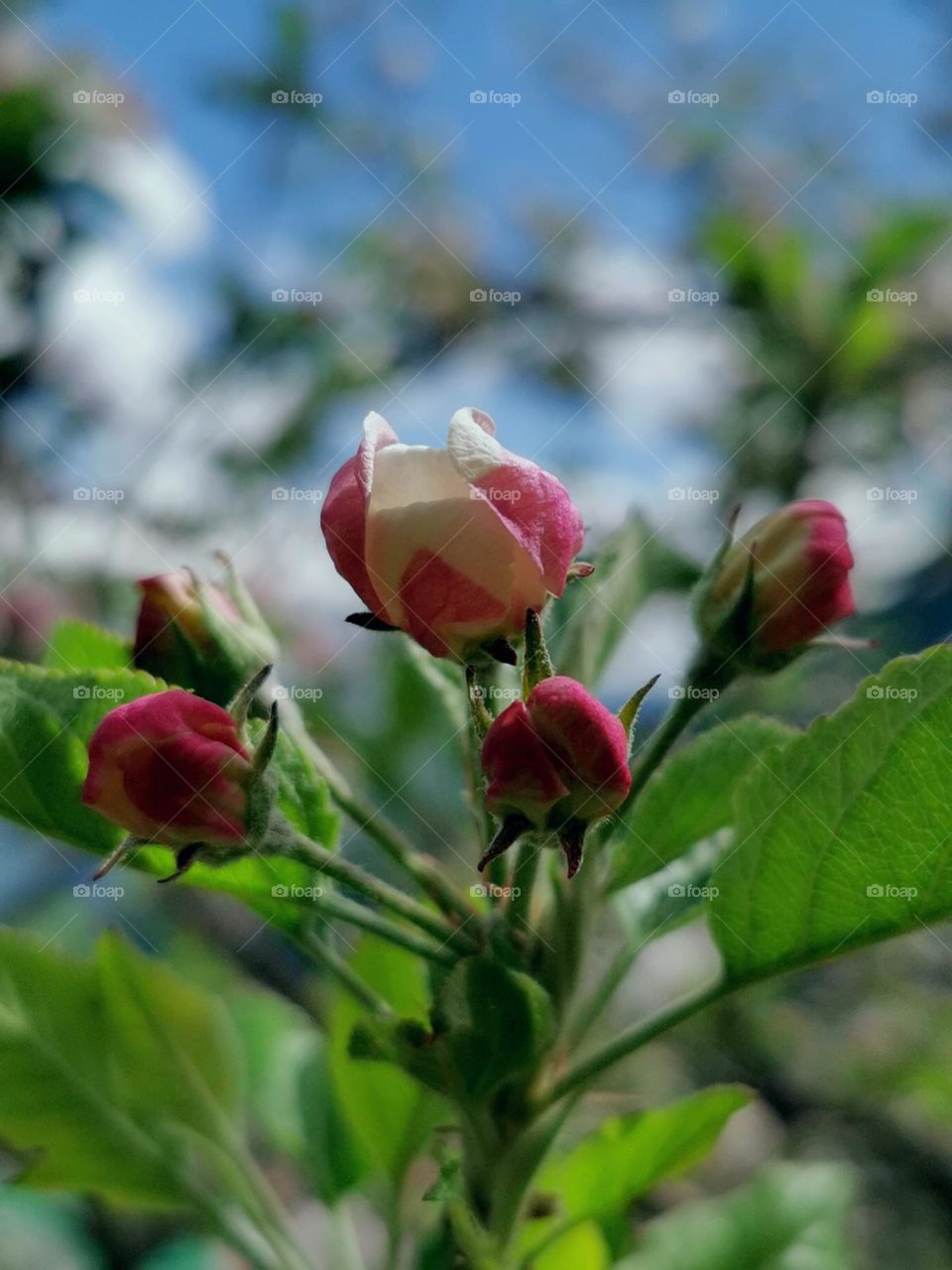 Pink buds of apple tree