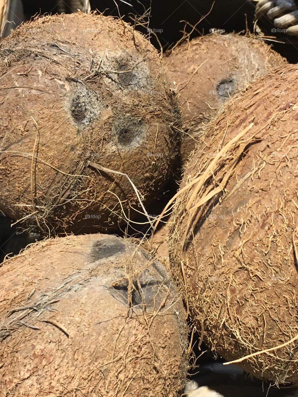 Coconuts 