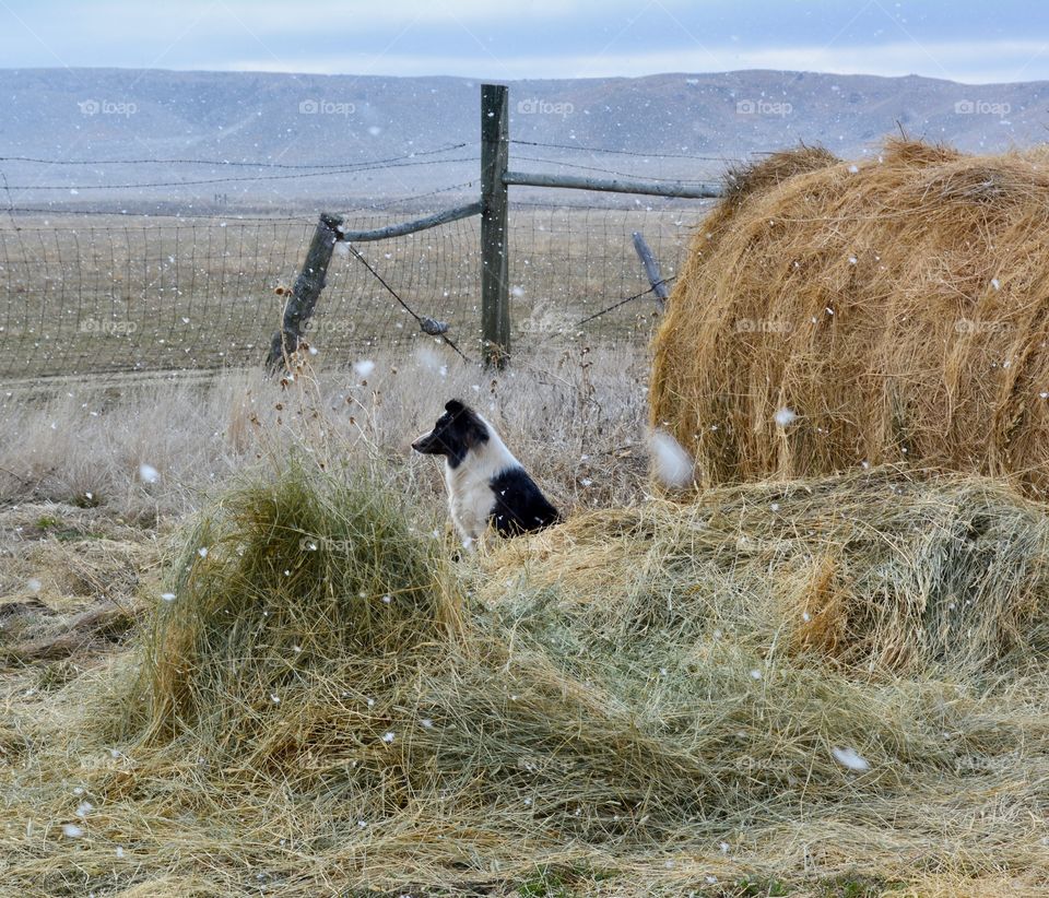 Hay, Straw, Bale, Haystack, Landscape