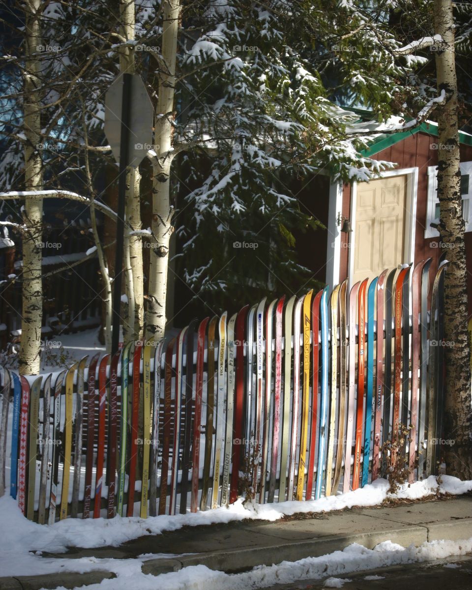A colorful fence made of skis, birch trees and a shed.