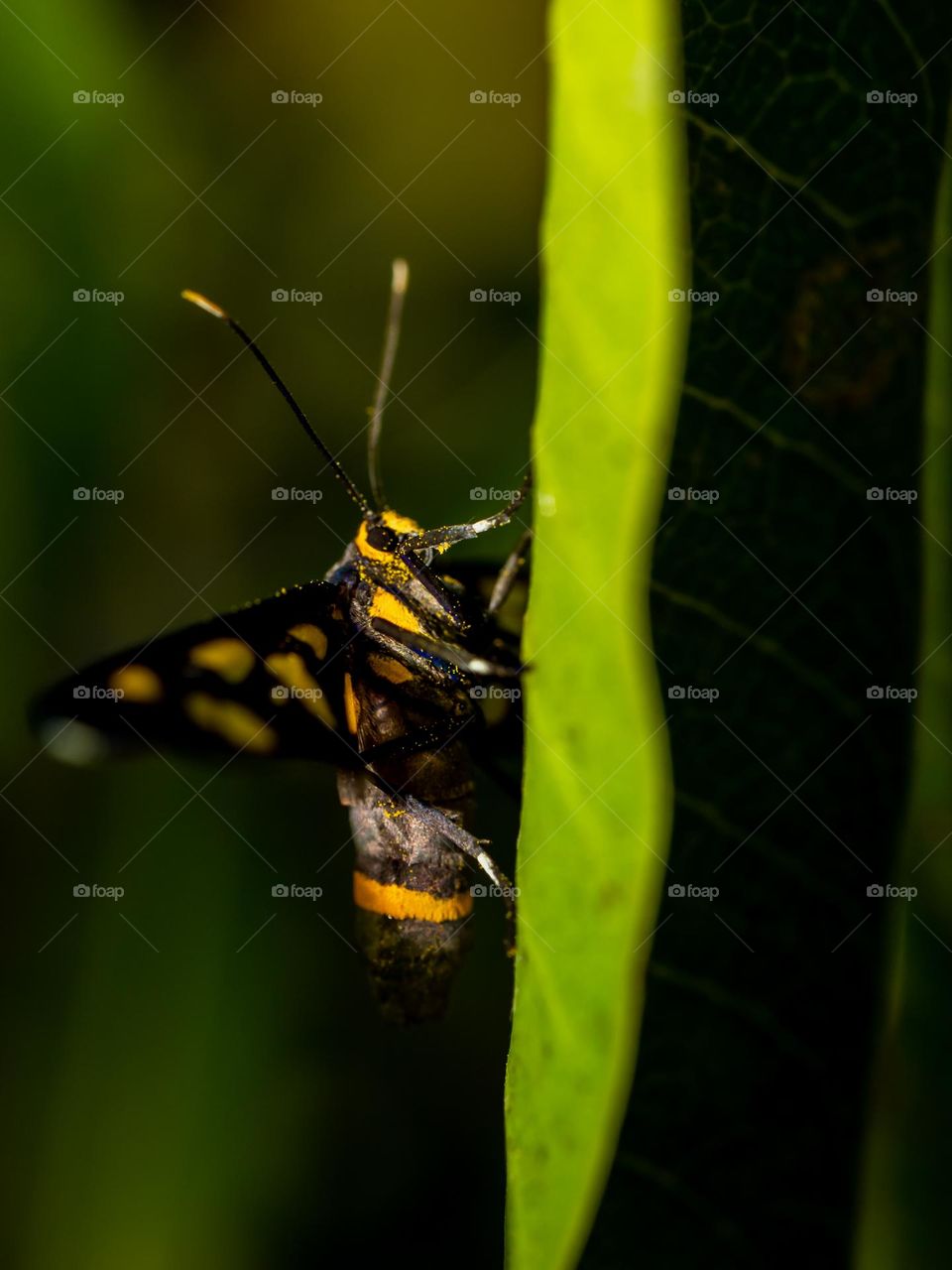 Nine-spotted moth